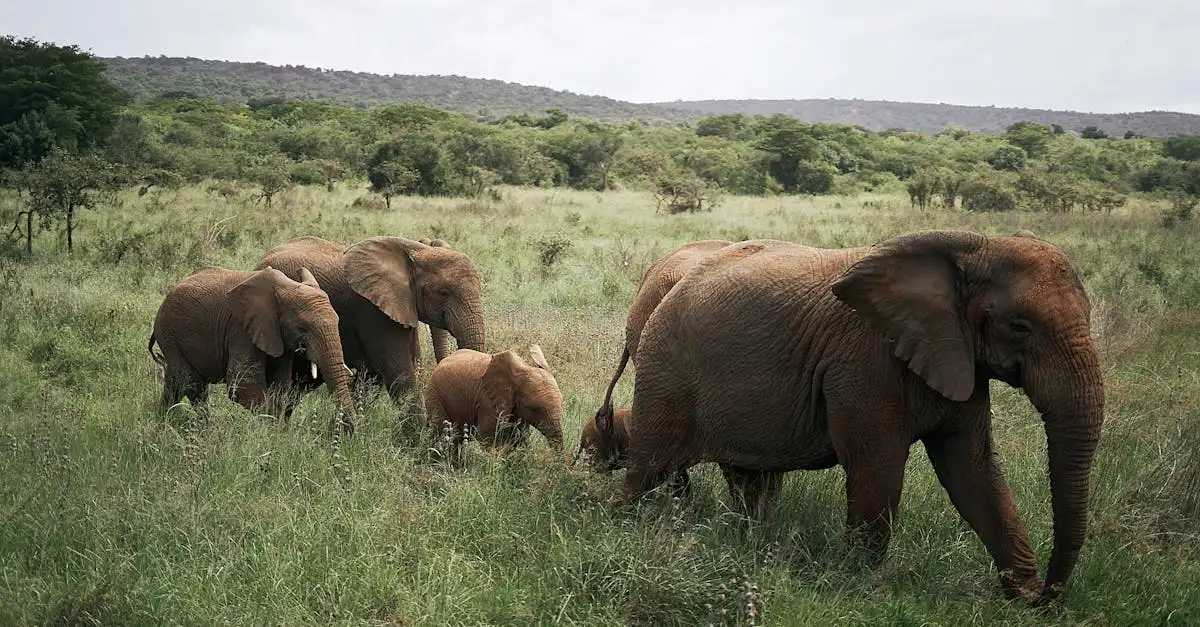 Wat zijn de verschillen tussen Afrikaanse en Aziatische olifanten?