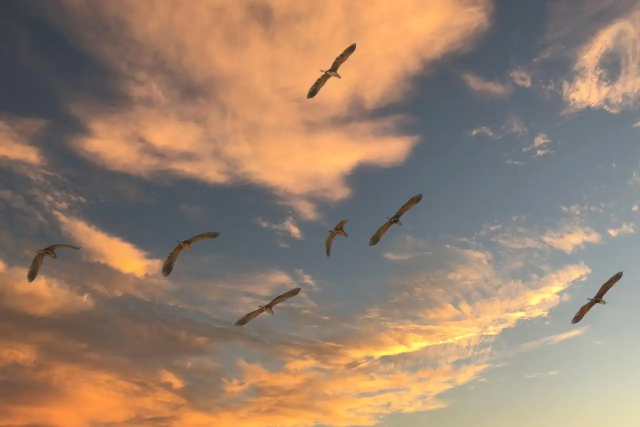 Welke eigenschappen maken trekvogels uniek?