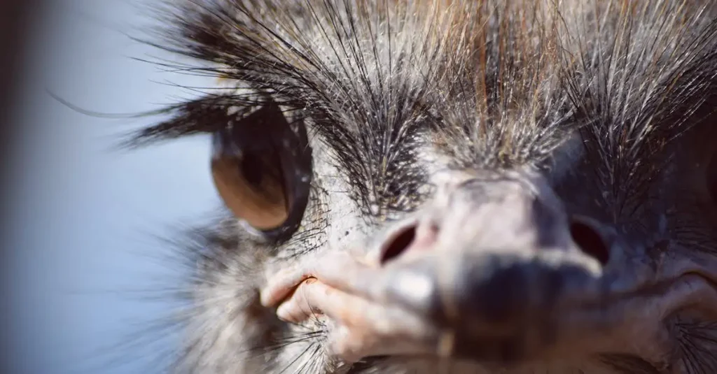 Welke kenmerken erfden vogels van hun dinosaurusvoorouders?