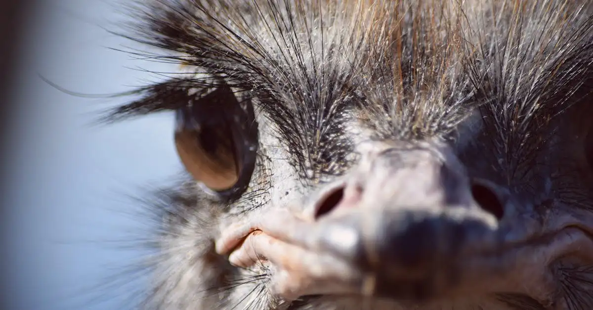Welke kenmerken erfden vogels van hun dinosaurusvoorouders?
