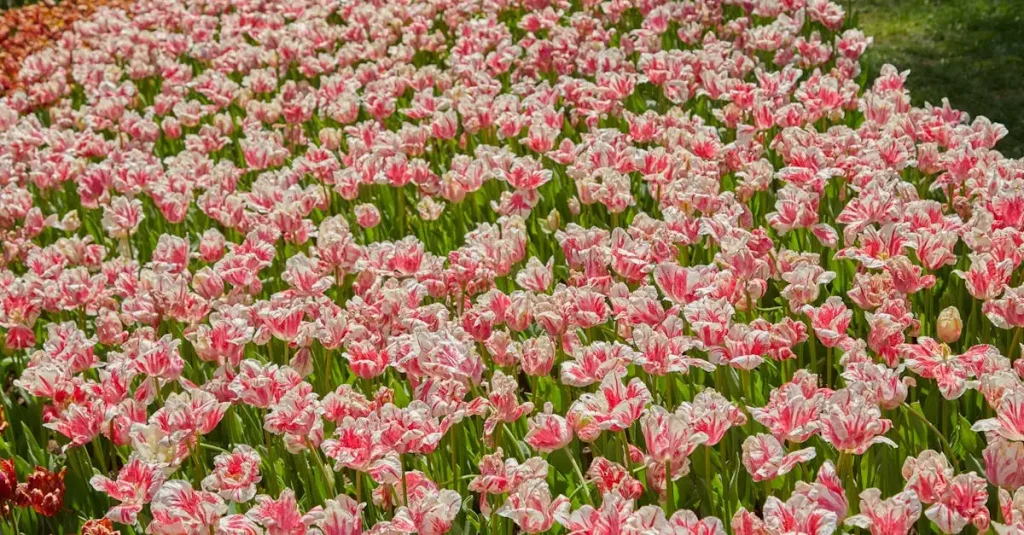 Welke plant veroorzaakte de tulpenmanie van de 17e eeuw?