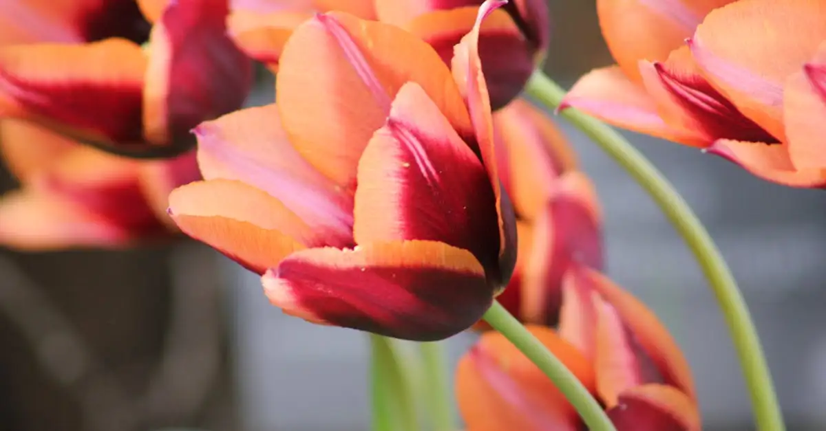 Welke plant veroorzaakte de tulpenmanie van de 17e eeuw?