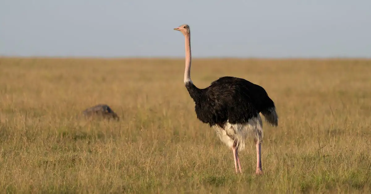 Welke stad in Kenia is de toegangspoort tot safariparken?