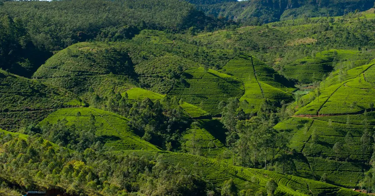 Welke stad in Sri Lanka was het theehandelscentrum?