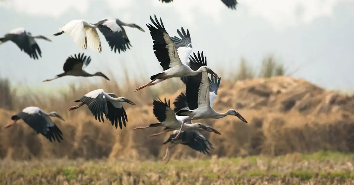 Welke technologieën volgen vogelmigratie effectief?