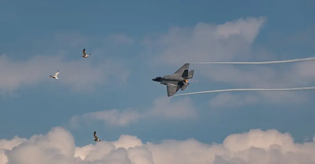 Welke vogels vliegen net zo snel als de gierzwaluw?