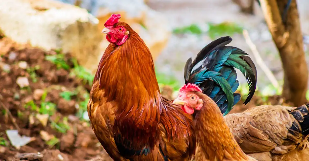 Welke vogels zijn belangrijk voor de landbouw?