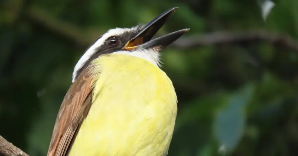 Welke vogels zijn belangrijk voor het verspreiden van zaden?