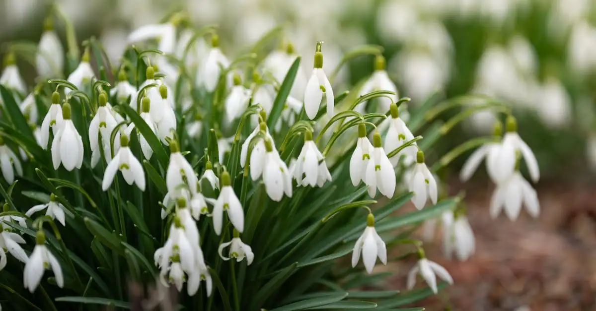 Bij welke temperatuur groeit gras? Ontdek de ideale omstandigheden!
