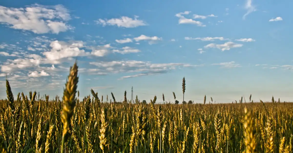 Bij welke temperatuur groeit gras? Ontdek de ideale omstandigheden!