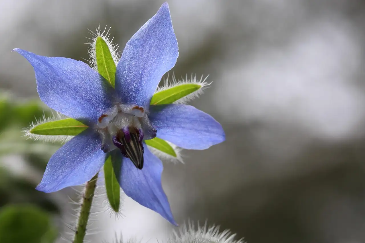 Borage olie waar goed voor? Ontdek de voordelen en toepassingen!