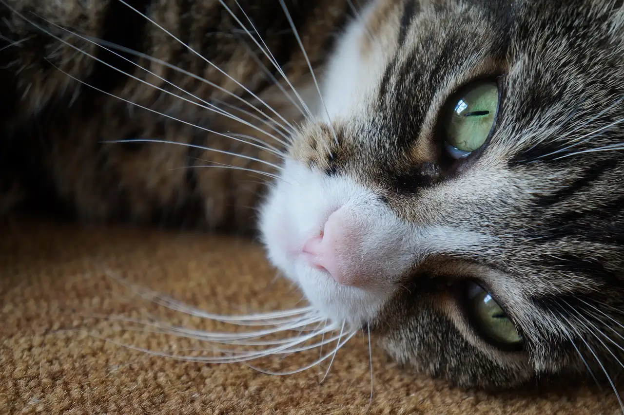 Geloof jij dat ik een kat ben?