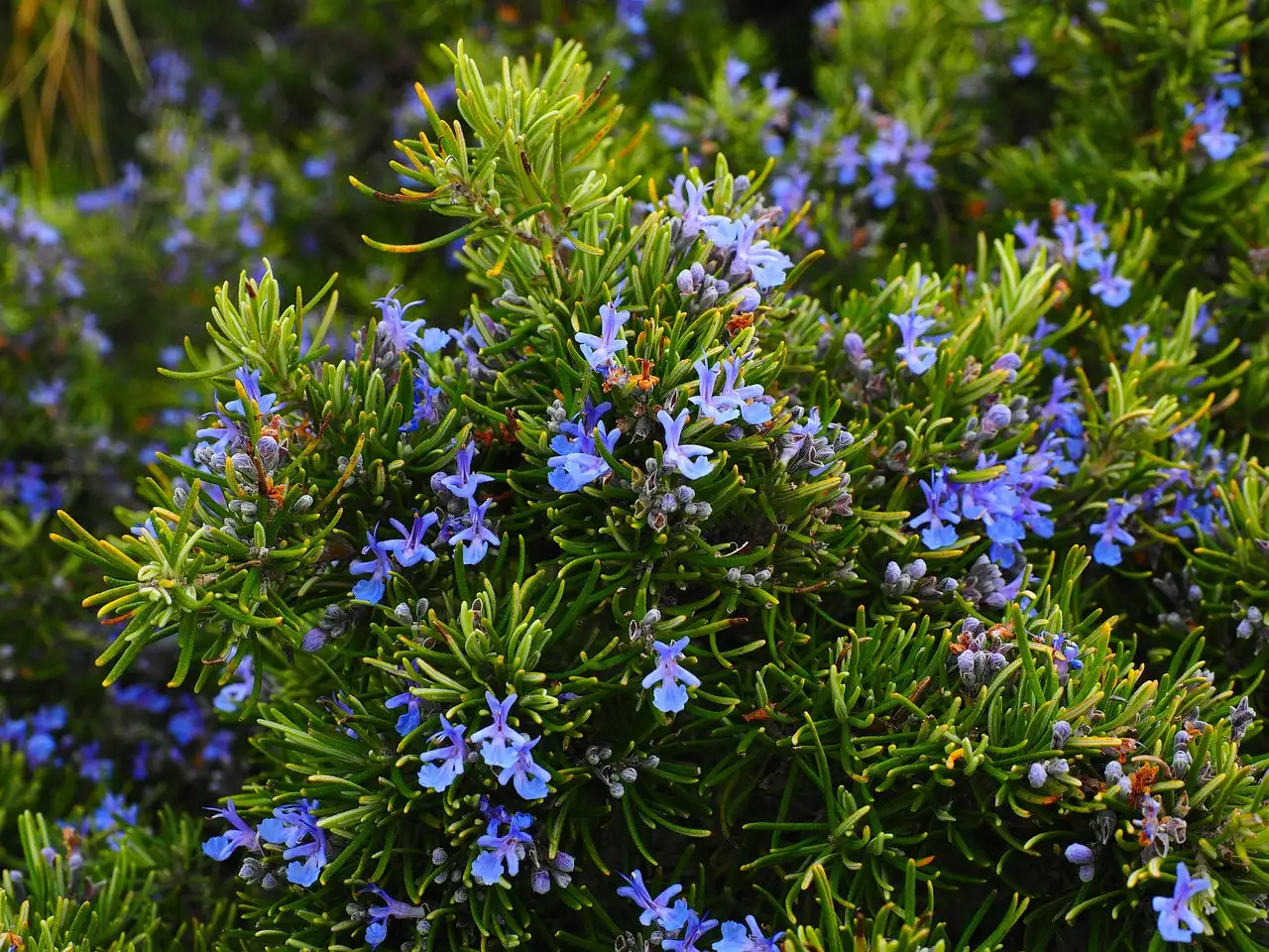 Hoe helpt rozemarijn tegen muggenbeten?