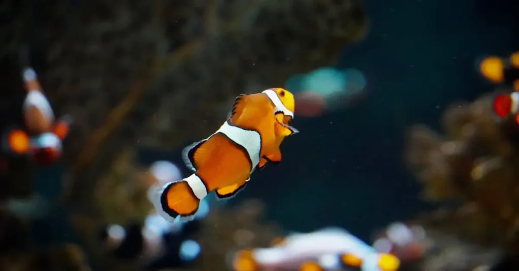 Hoe slapen vissen in een aquarium? Ontdek het hier!