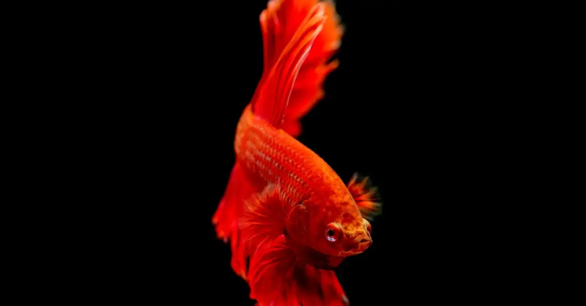 Hoe slapen vissen in een aquarium? Ontdek het hier!