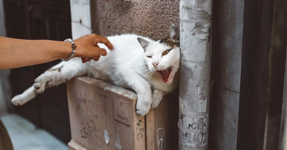 Hoe vaak kattenbak verschonen?