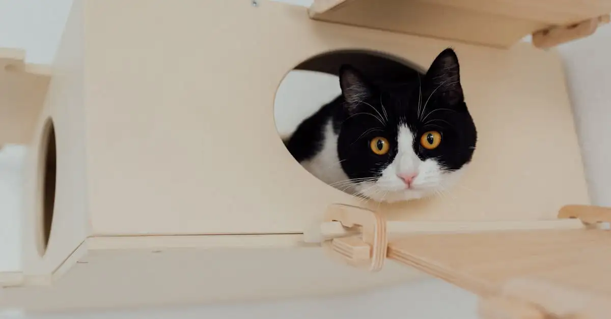 Hoe vaak kattenbak verschonen?