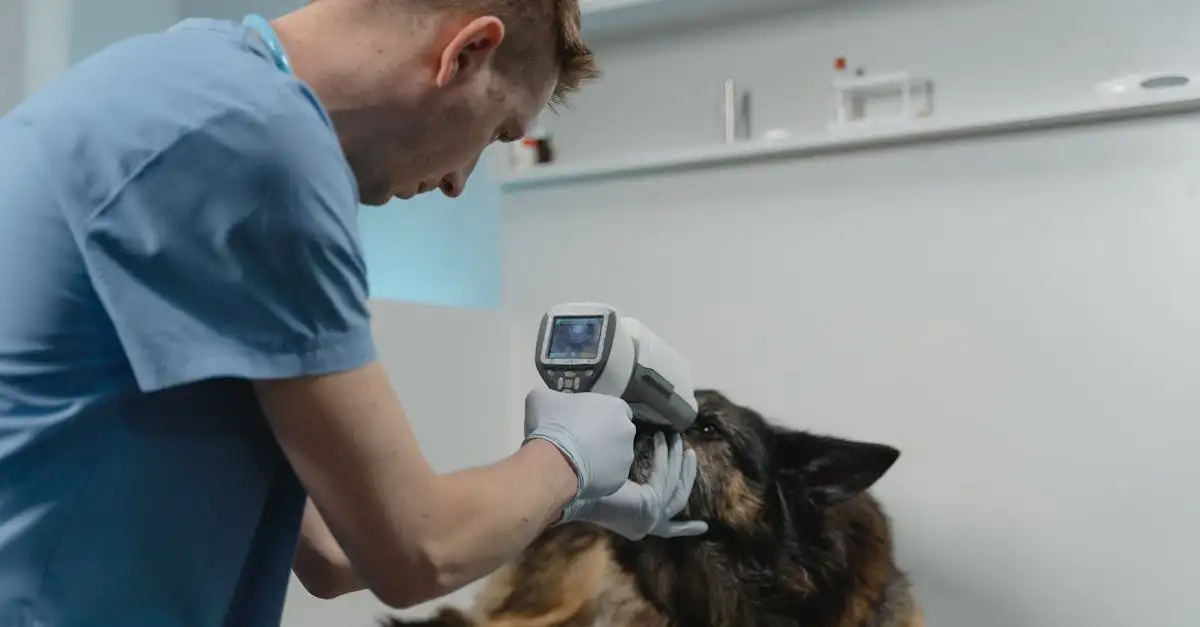 Hoe vaak moet je hond naar de dierenarts? Ontdek het hier!