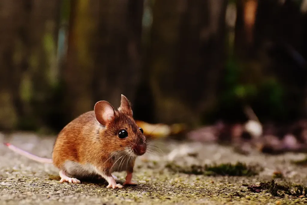 Hoe vang je een muis?