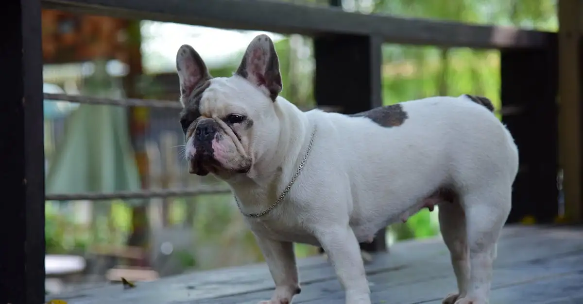 Hoe weet je welke hond bij je past? Ontdek jouw ideale ras!