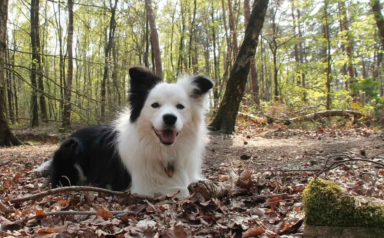 Hoe weet je welke hond bij je past? Ontdek jouw ideale ras!