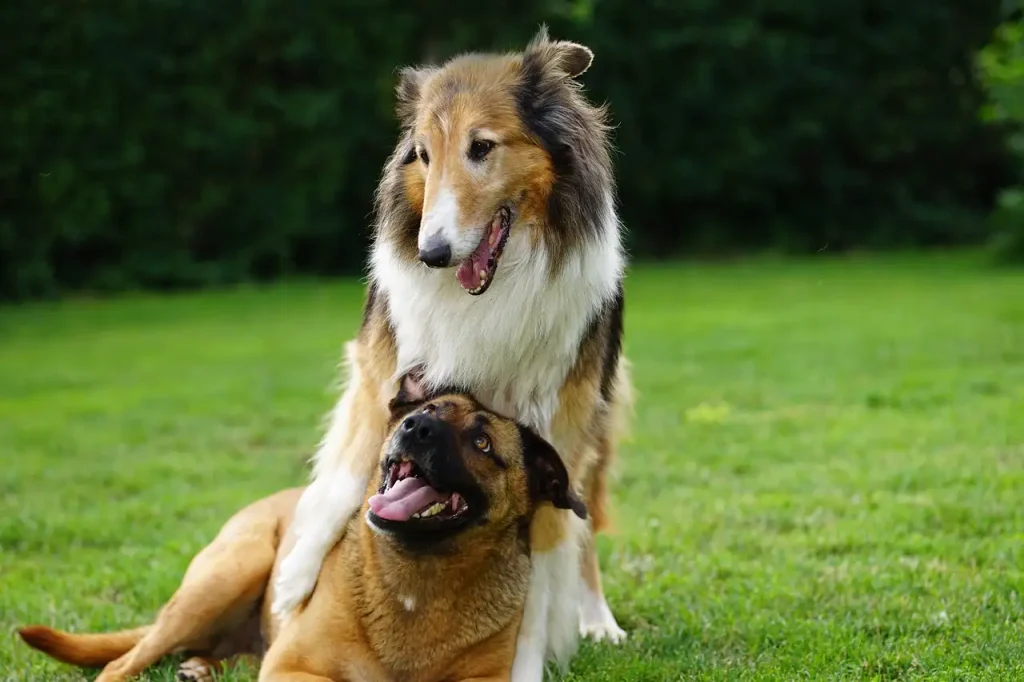Kunnen jullie ook leuke artikelen over honden maken?