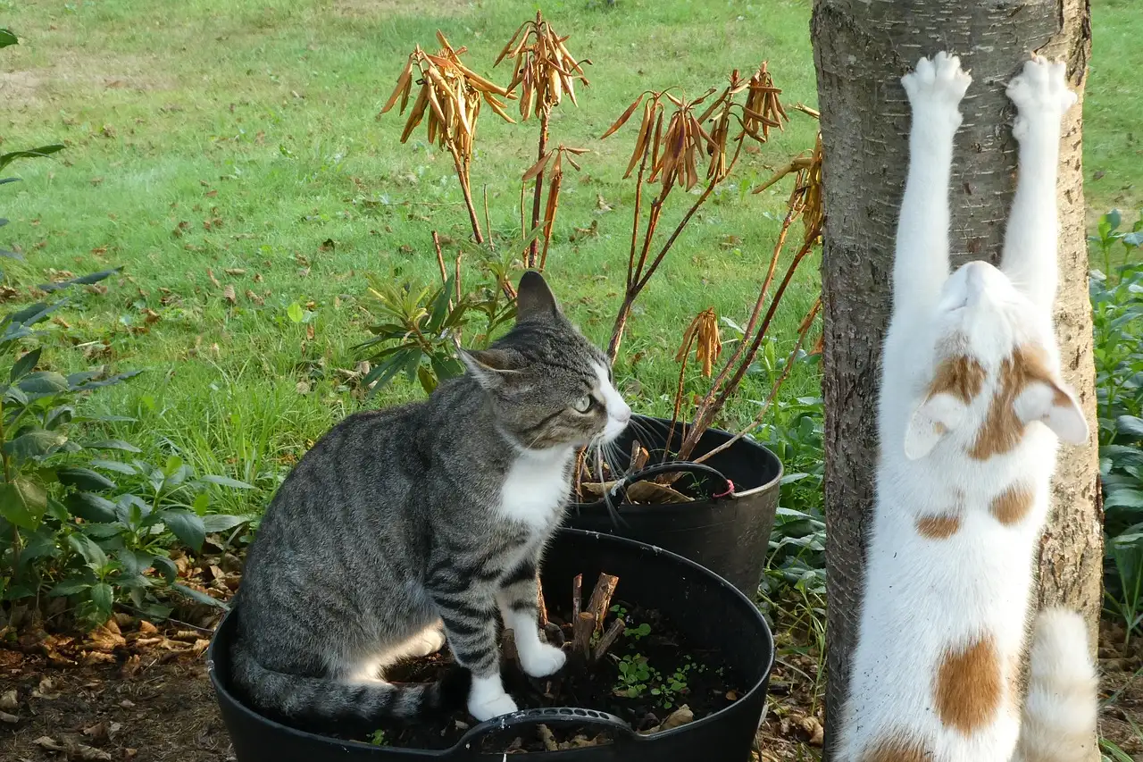 Kunnen katten ons echt manipuleren met hun miauw?