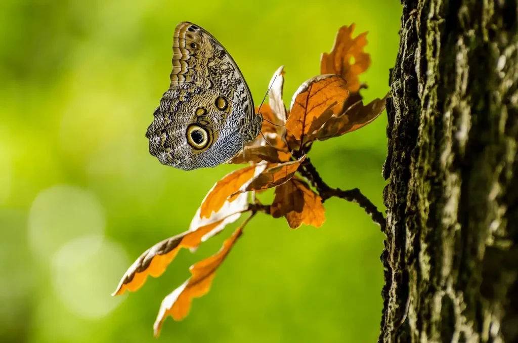 Kunnen vlinders hun vleugels als camouflage gebruiken?