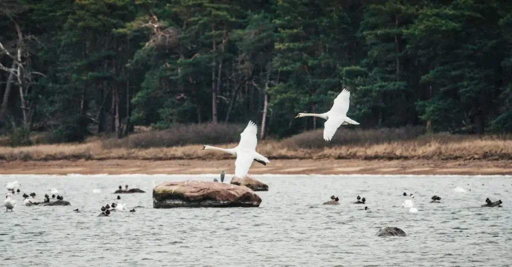 Kunnen vogels echt in slaap vallen tijdens het vliegen?