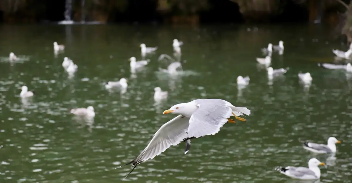 Kunnen vogels echt in slaap vallen tijdens het vliegen?