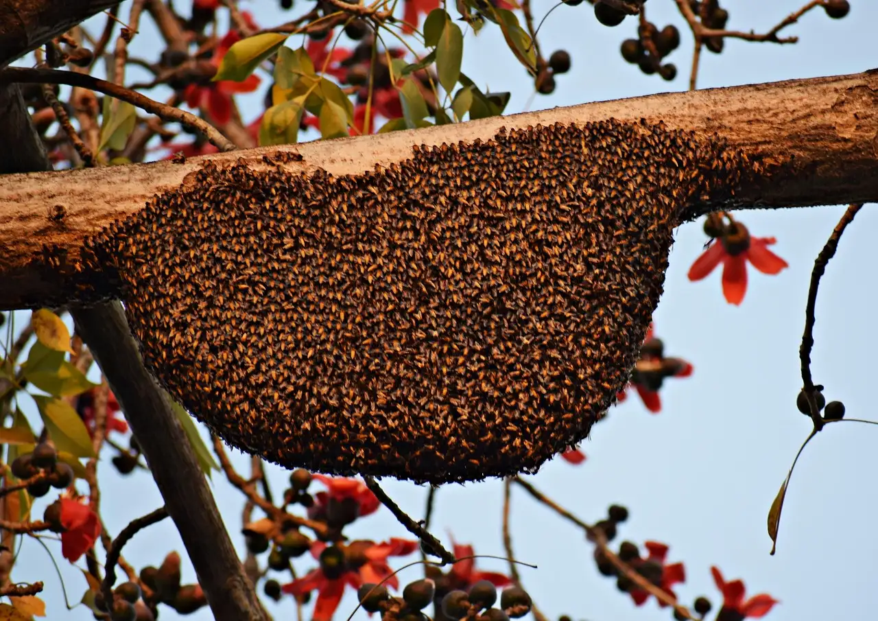 Propolis waar goed voor? Ontdek de voordelen en toepassingen!