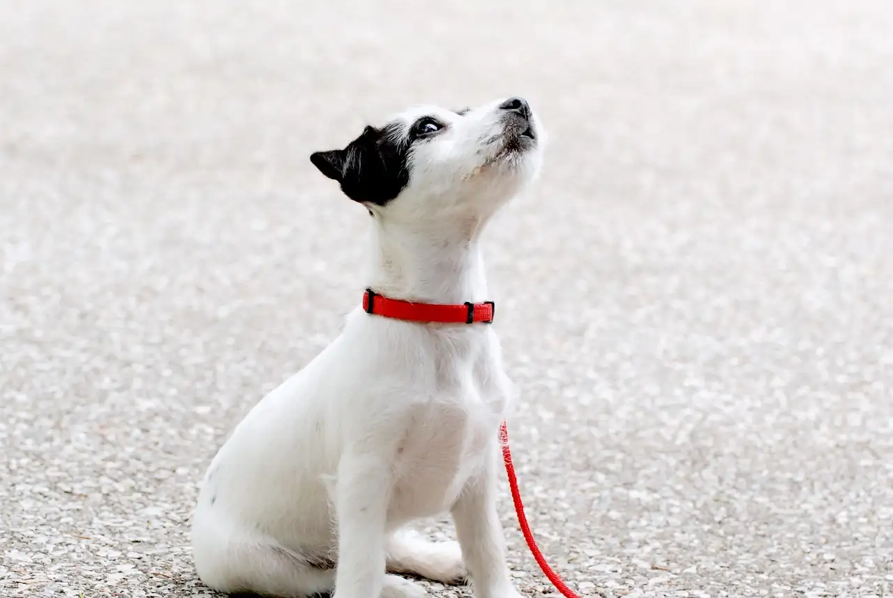 Vanaf welke leeftijd mogen pups weg bij de moeder? Ontdek hier!
