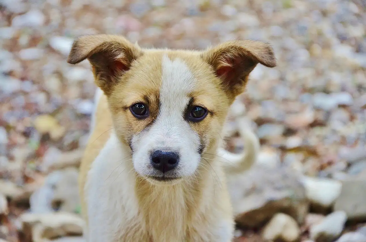 Vanaf welke leeftijd mogen pups weg bij de moeder? Ontdek hier!