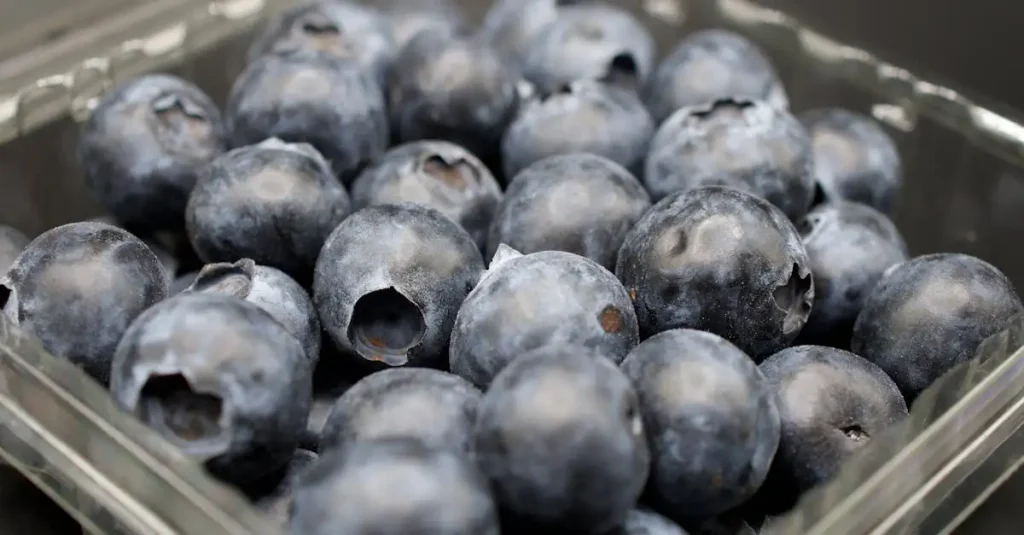 Waar is blauwe bessen goed voor? Ontdek de gezondheidsvoordelen!
