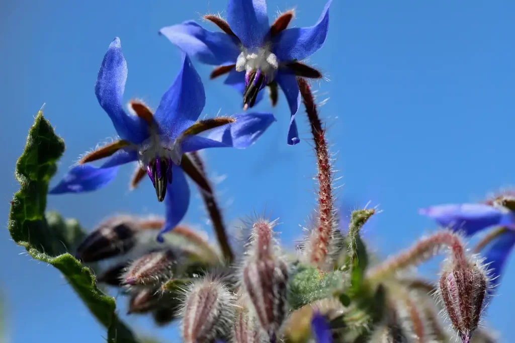Waar is borage olie goed voor? Ontdek de voordelen en toepassingen.