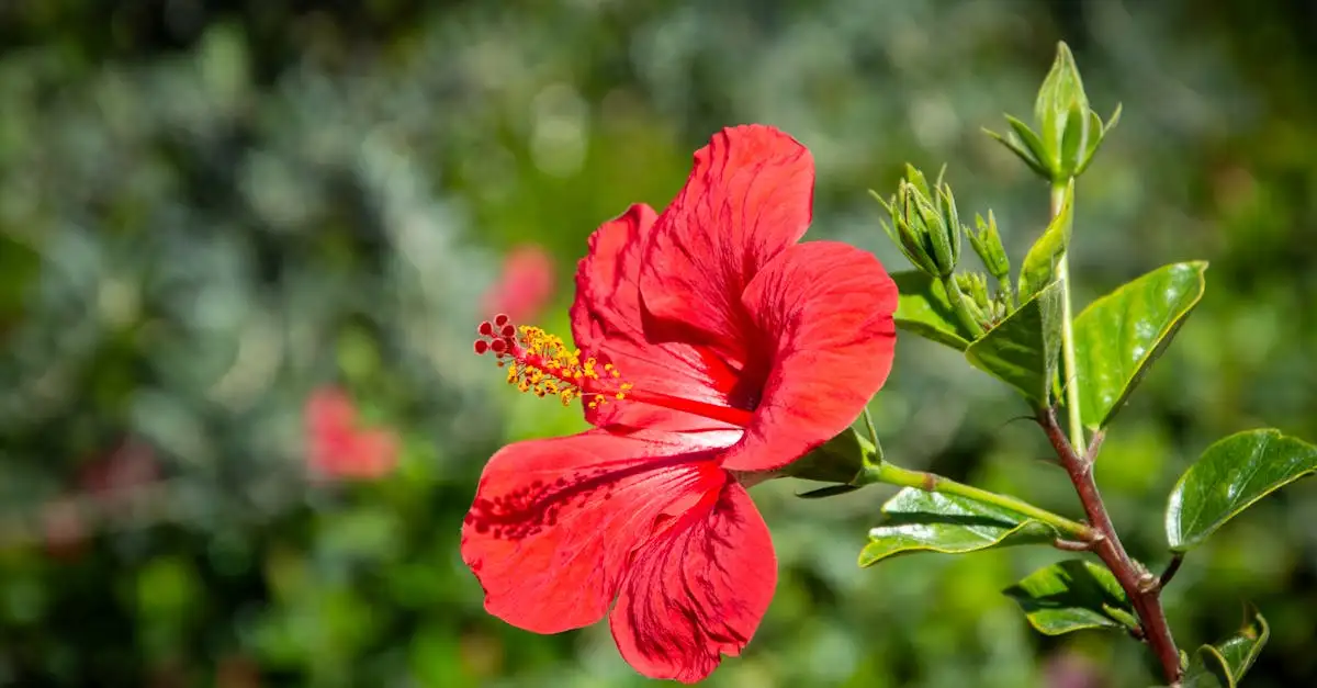 Waar is hibiscus goed voor? Ontdek de voordelen en toepassingen!