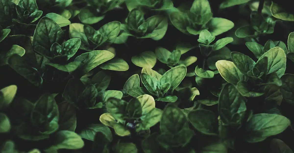 Waar is oregano goed voor? Ontdek de gezondheidseffecten!