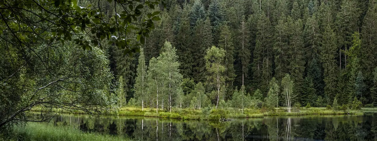 Waar te wandelen in de bossen van Schwarzwald, Duitsland?