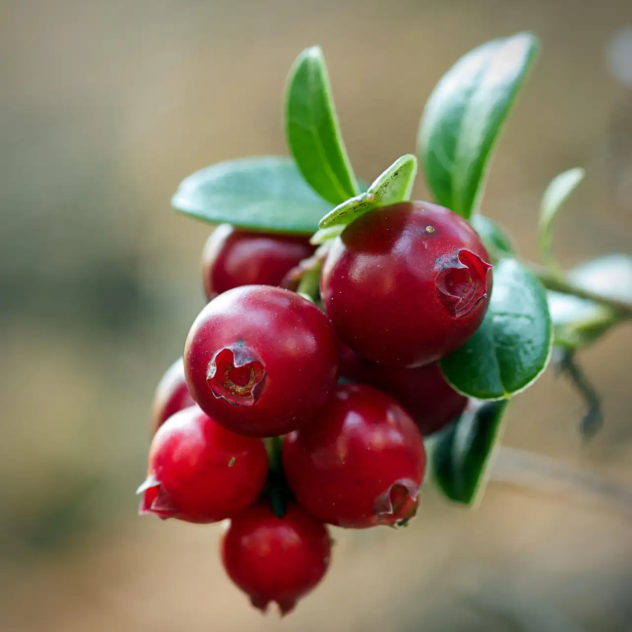 Waar zijn cranberry goed voor? Ontdek de gezondheidsvoordelen!