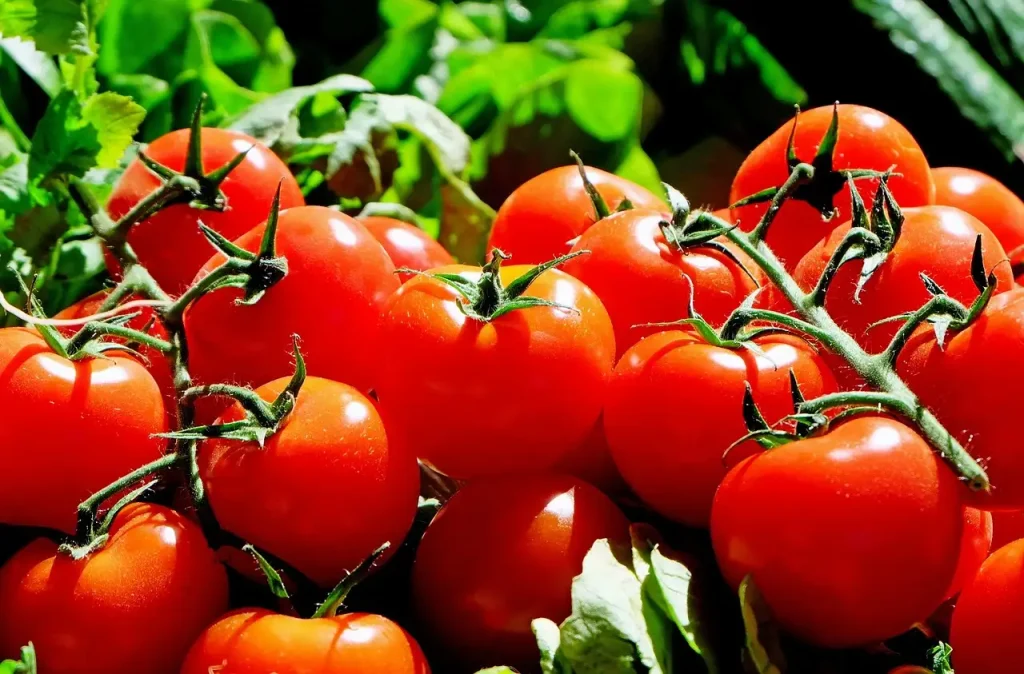 Waar zijn tomaten goed voor? Ontdek de gezondheidsvoordelen!