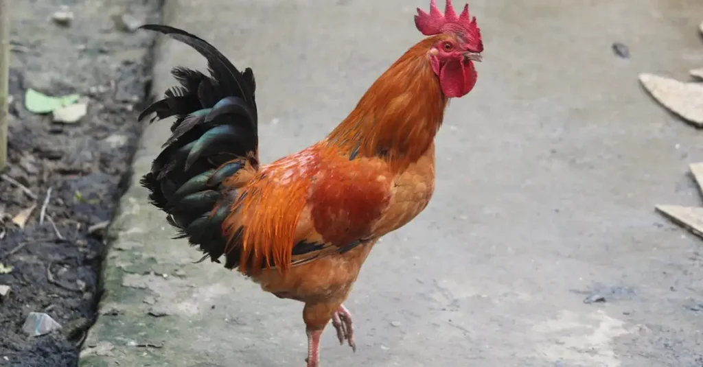 Waarom stak de kip de weg over? Ontdek het hier!