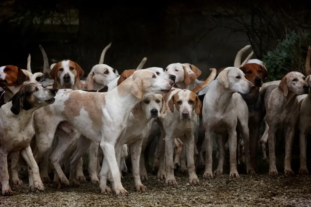 Waarover gaat de klassieke Disney tekenfilm 101 Dalmatiërs (1961)? Ontdek het nu!