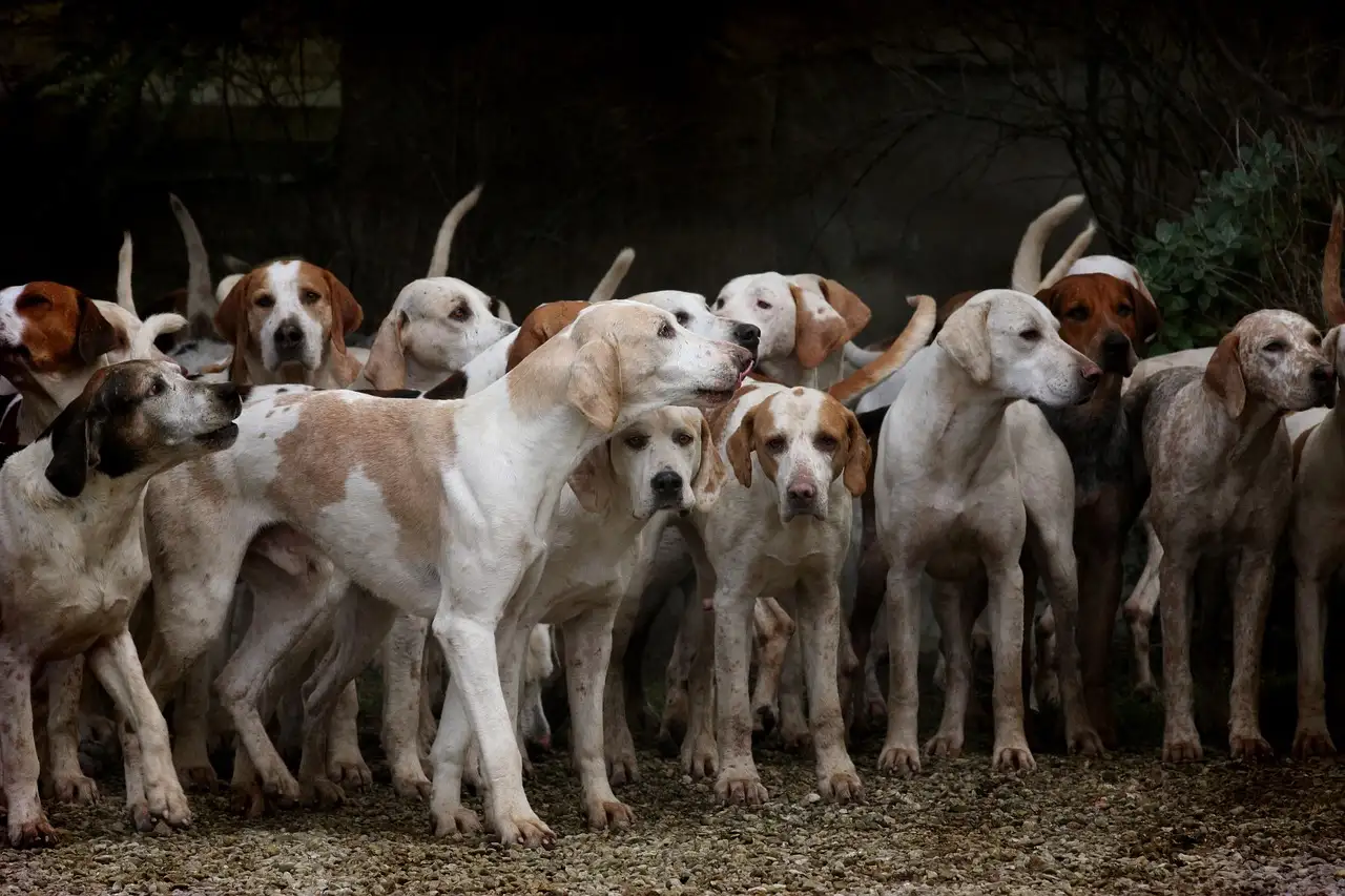 Waarover gaat de klassieke Disney tekenfilm 101 Dalmatiërs (1961)? Ontdek het nu!