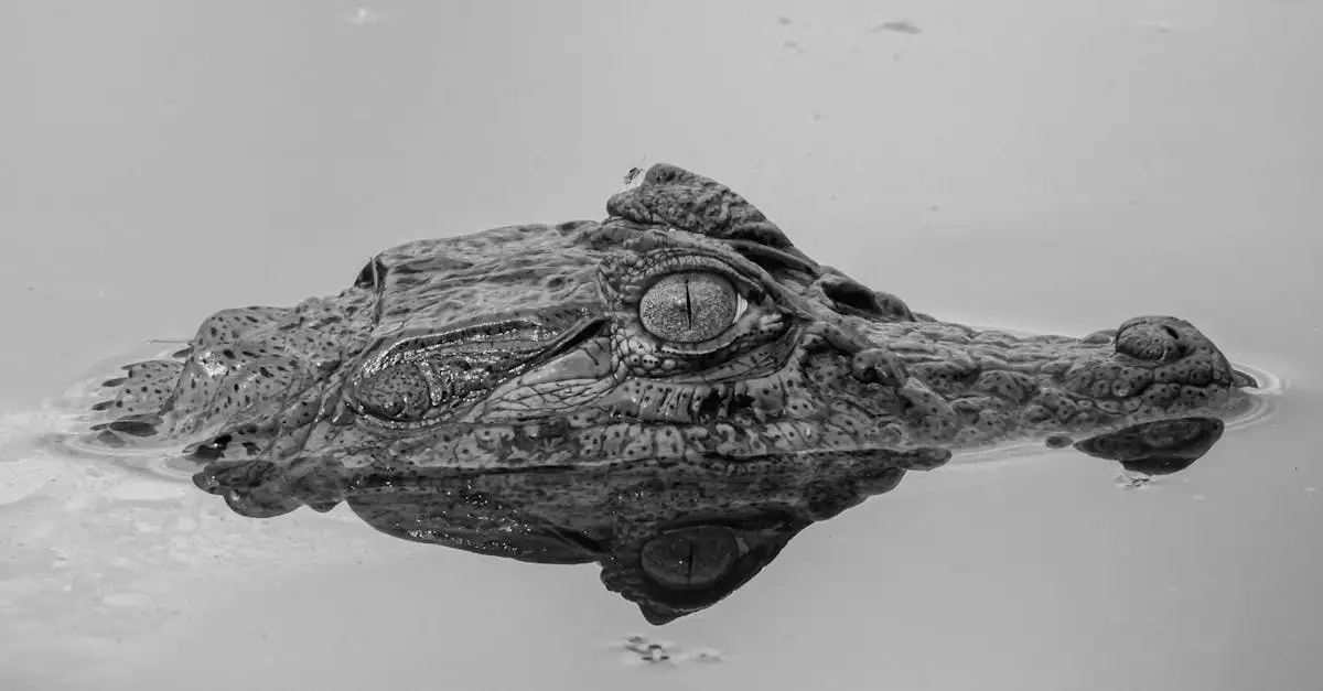 Wat is het belang van de Pantanal in Brazilië?