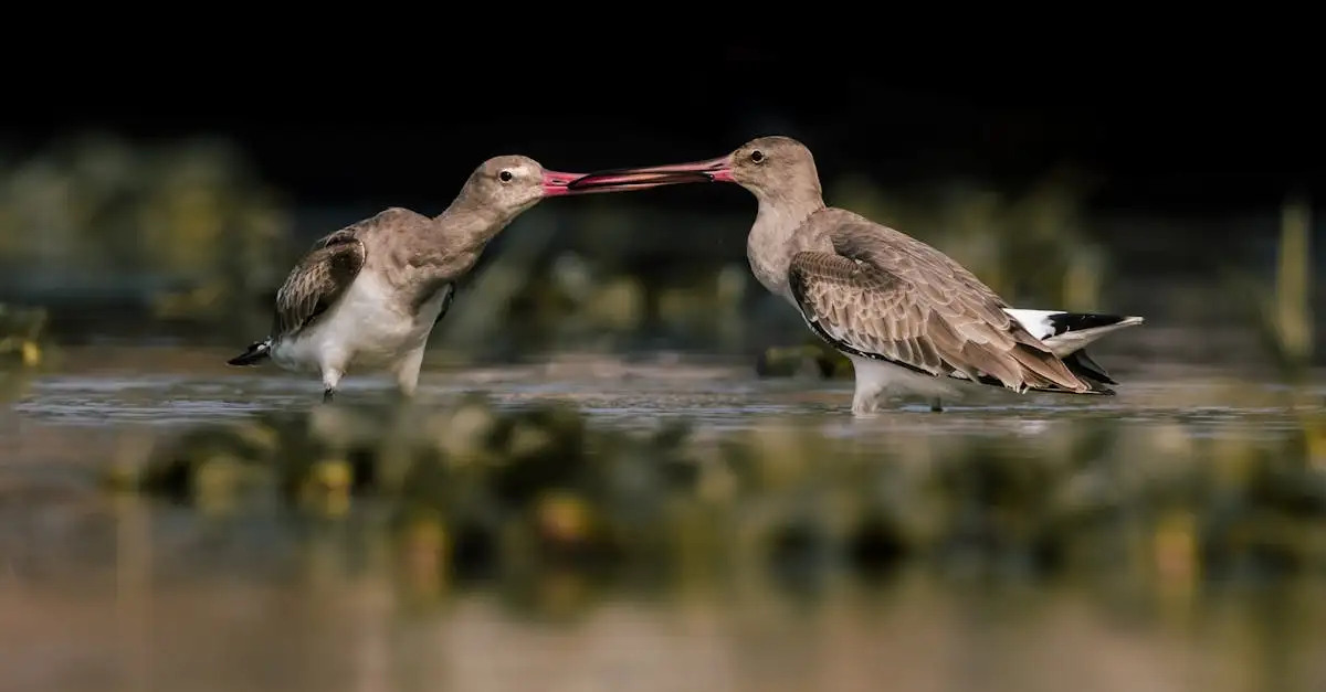 Wat is het belang van trekroutes voor trekvogels?