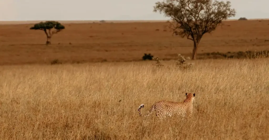 Wat is het grootste nationale park van Afrika?