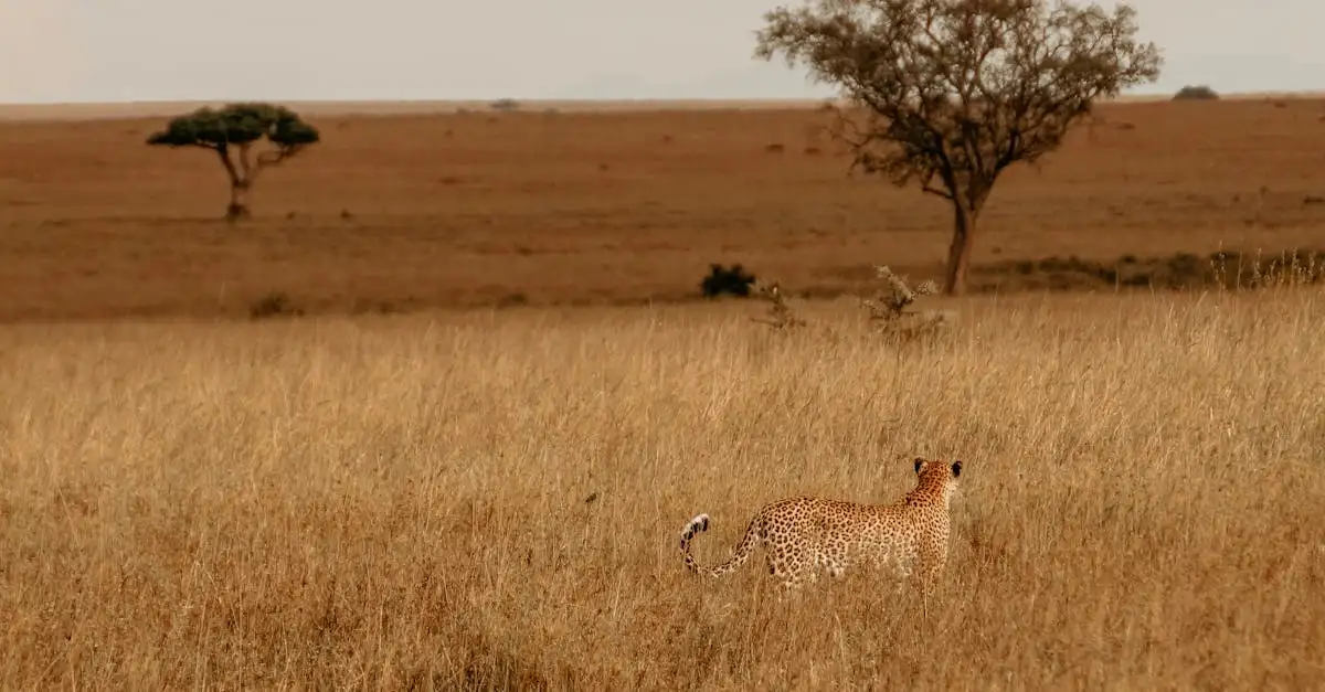 Wat is het grootste nationale park van Afrika?