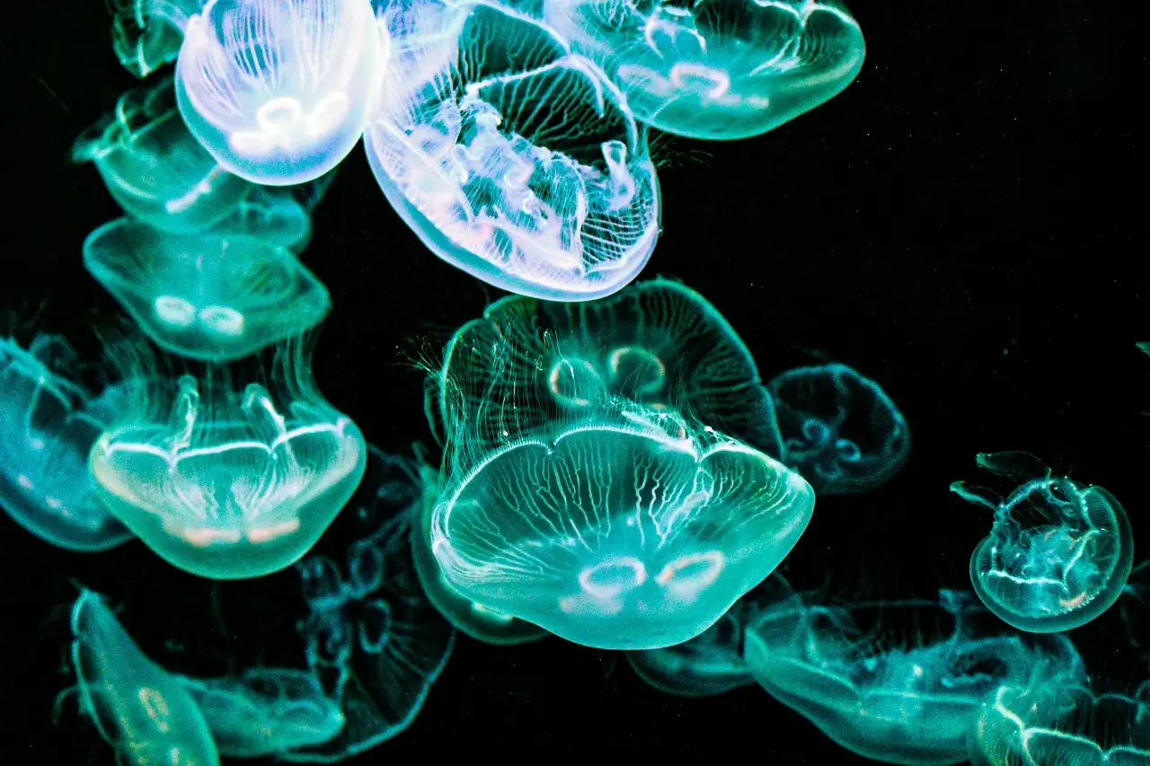 Wat is het verhaal achter Medusa's mythe?