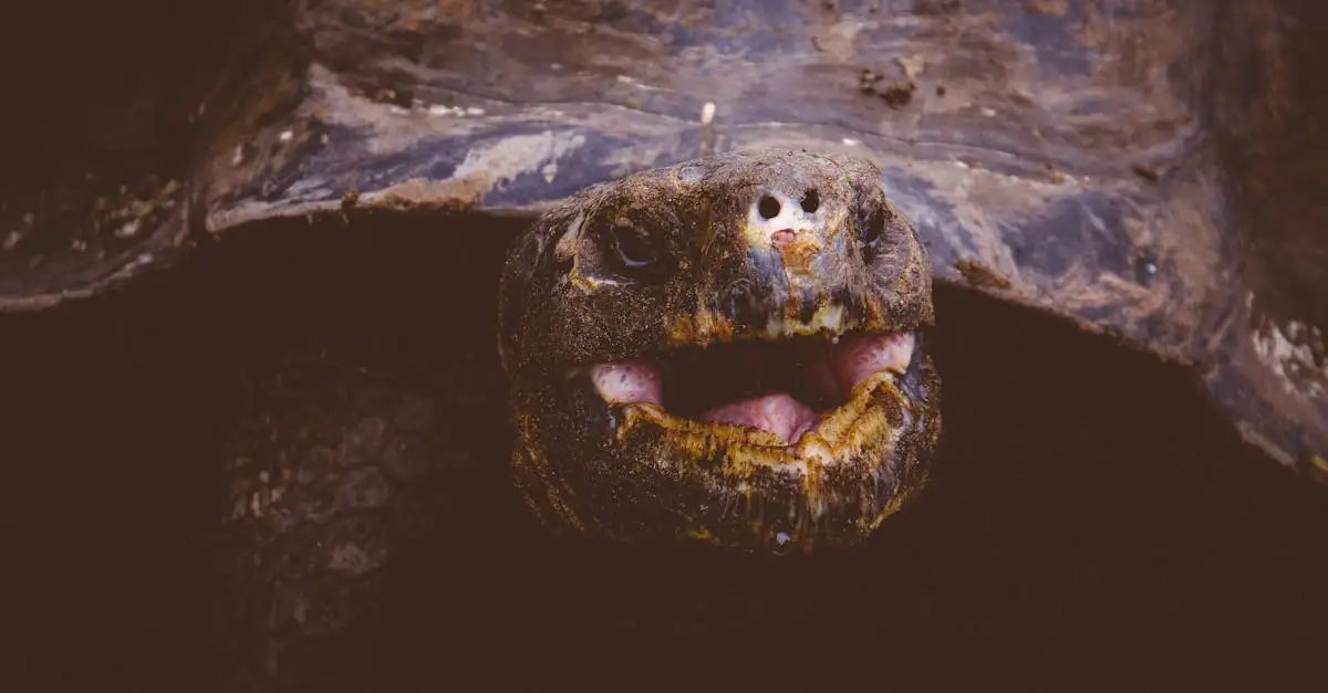 Wat maakt het voortplantingsproces van schildpadden uniek?