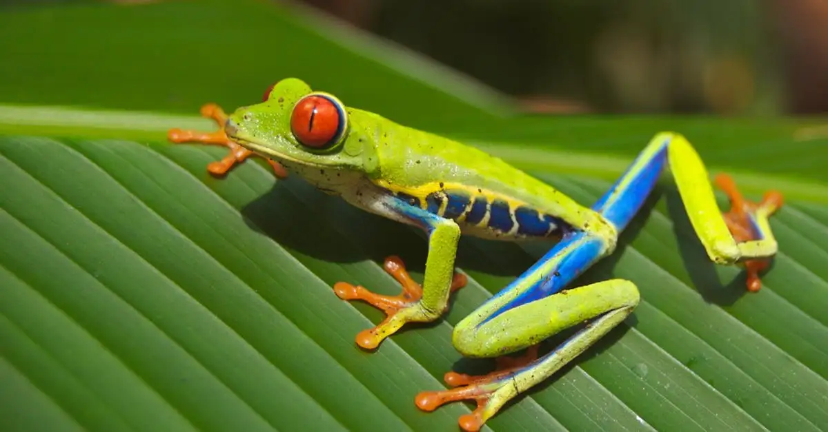 Wat ontdek je in de regenwouden van Costa Rica?